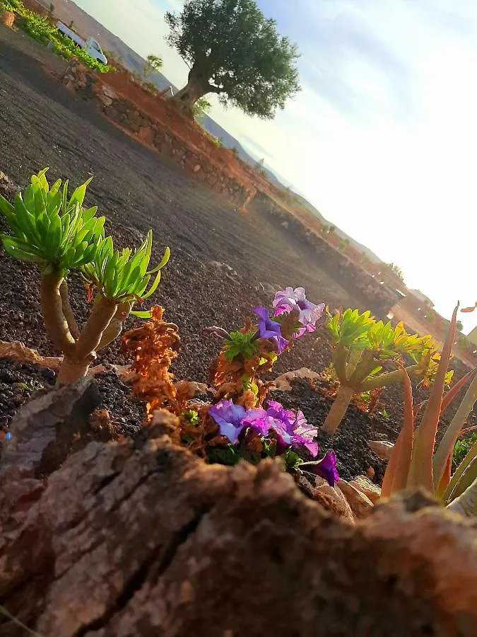 Agriturismo El Bounty Puerto del Rosario  Pensión Puerto del Rosario (Fuerteventura)